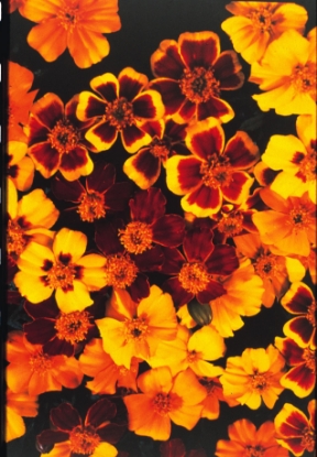Picture of Marigold French - Disco Series Blended Mixture